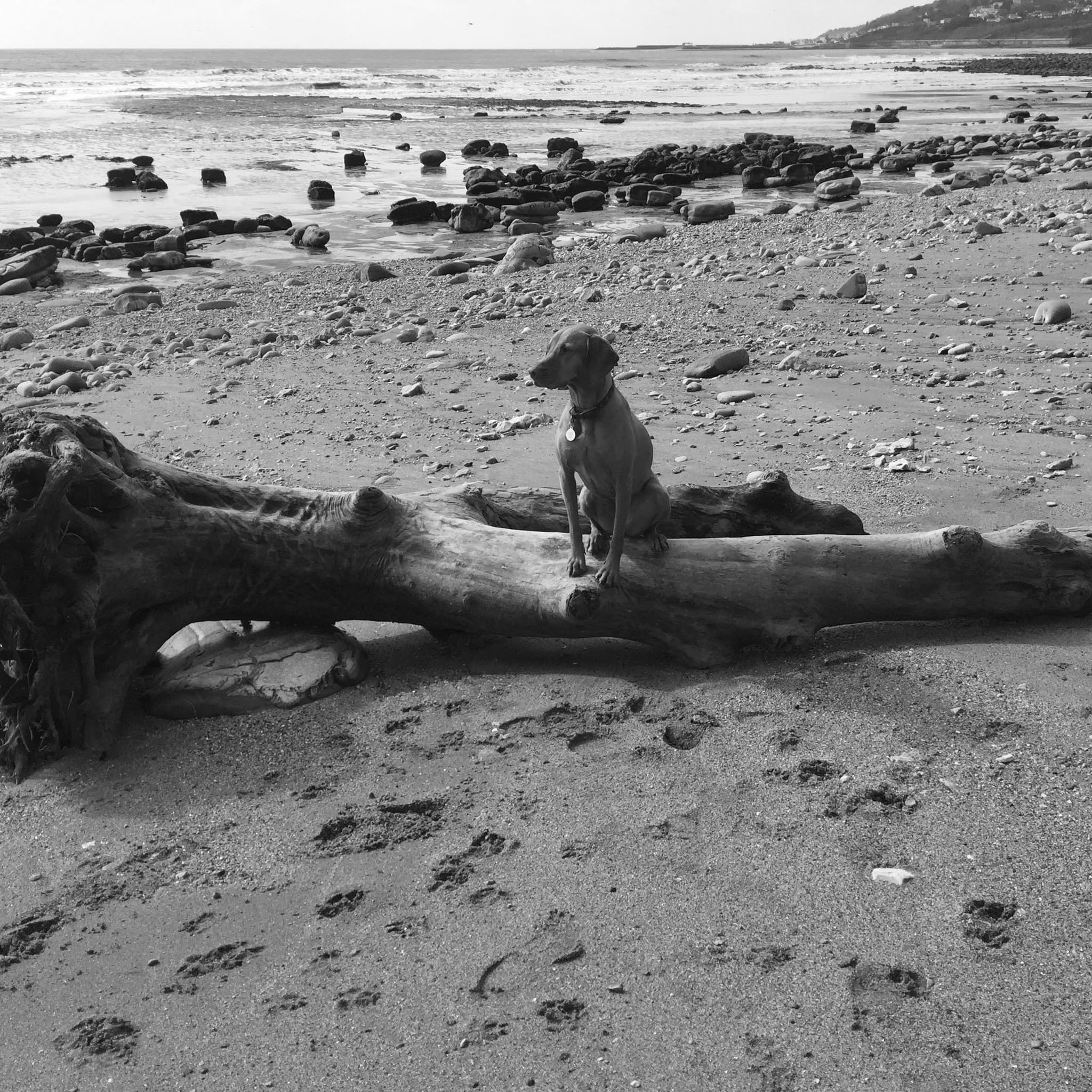 The Driftwood Dog